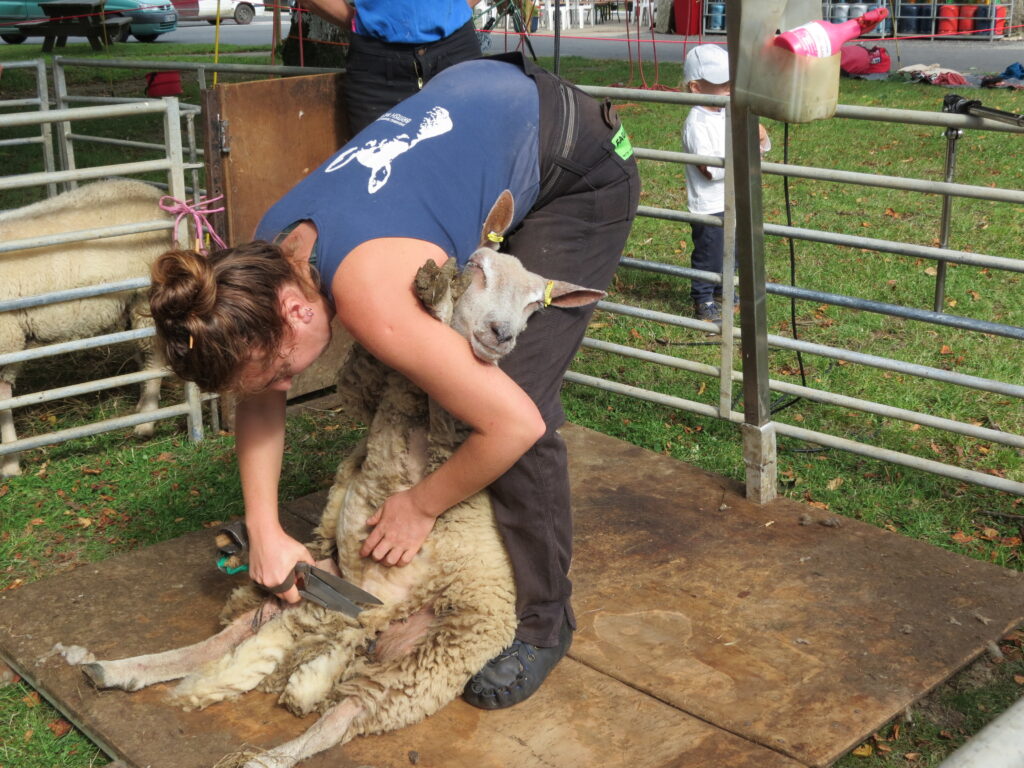 la fête de la laine à Bulat-Pestivien, tonte d'un mouton